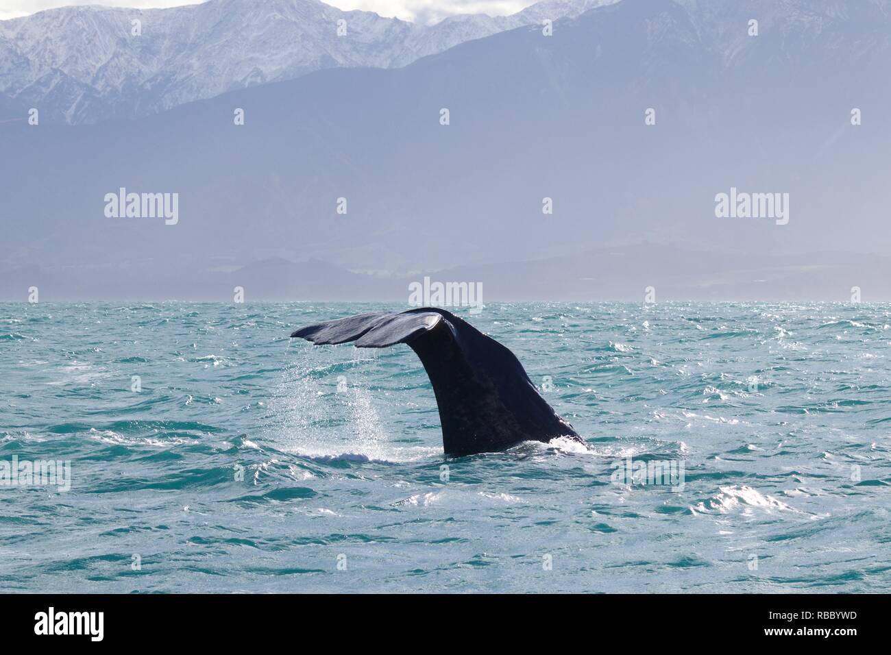 Immersioni subacquee Capodoglio nell'Oceano Pacifico. L'acqua che scorre dalla pinna di coda, montagne coperte di neve in background. Foto Stock