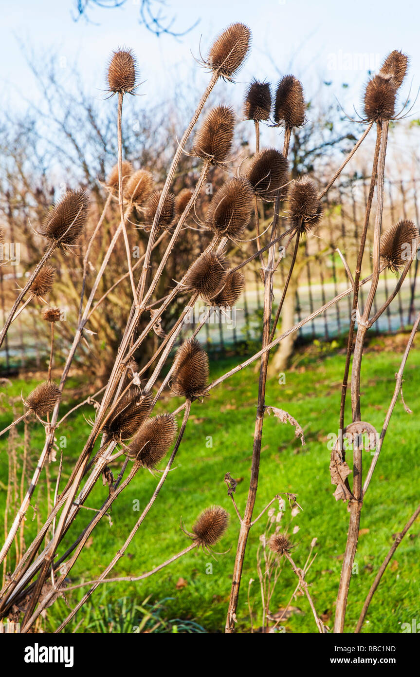 Teasels essiccati in letto di fiori in inverno il flowerheads essiccato può essere tagliato e utilizzato in composizioni floreali . I semi sono fonte di cibo per gli uccelli in inverno. Foto Stock