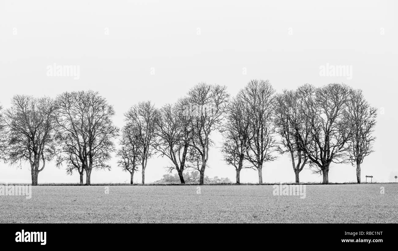 Maple avenue è di una bellezza in una nebbiosa giornata invernale, una vista laterale in bianco e nero Foto Stock