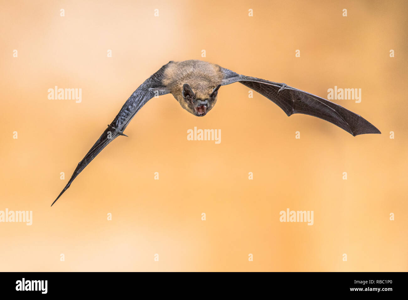 Flying Pipistrelle bat (Pipistrellus pipistrellus) fotografie ad alta velocità colpo di animale echolocating su sfondo marrone. I pipistrelli gridare sonar a impulsi Foto Stock