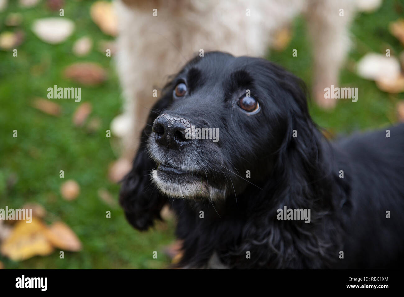 Black spaniel con muso grigio, in prossimità della testa di cani e di fronte solo con erba verde sfondo, nessun popolo Foto Stock