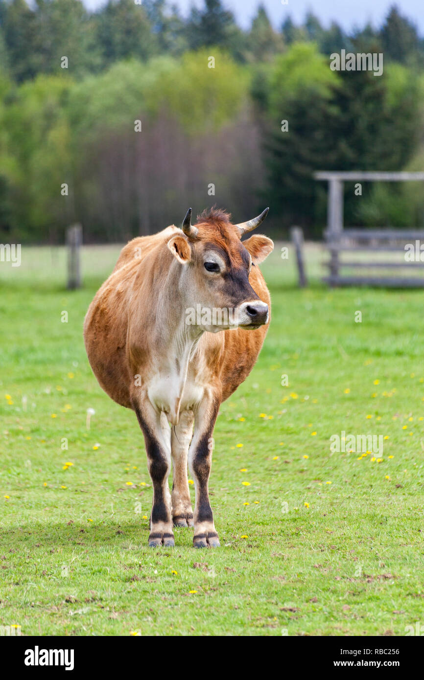 Sano giovane svizzero Marrone bull in un pascolo Foto Stock