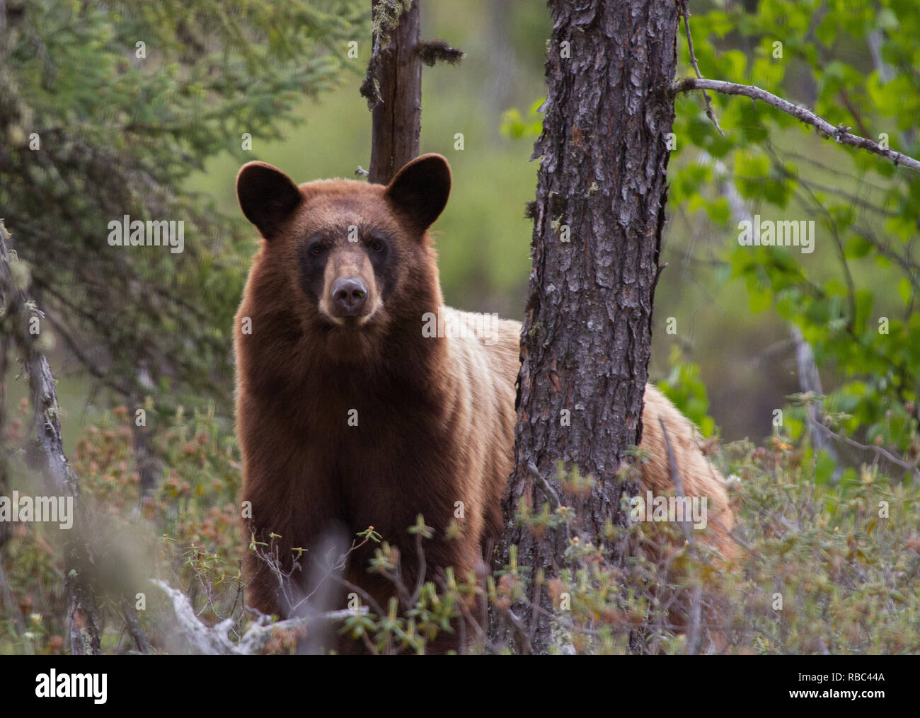 Un orso nero guarda attentamente nei boschi di nord di Saskatchewan, Canada Foto Stock