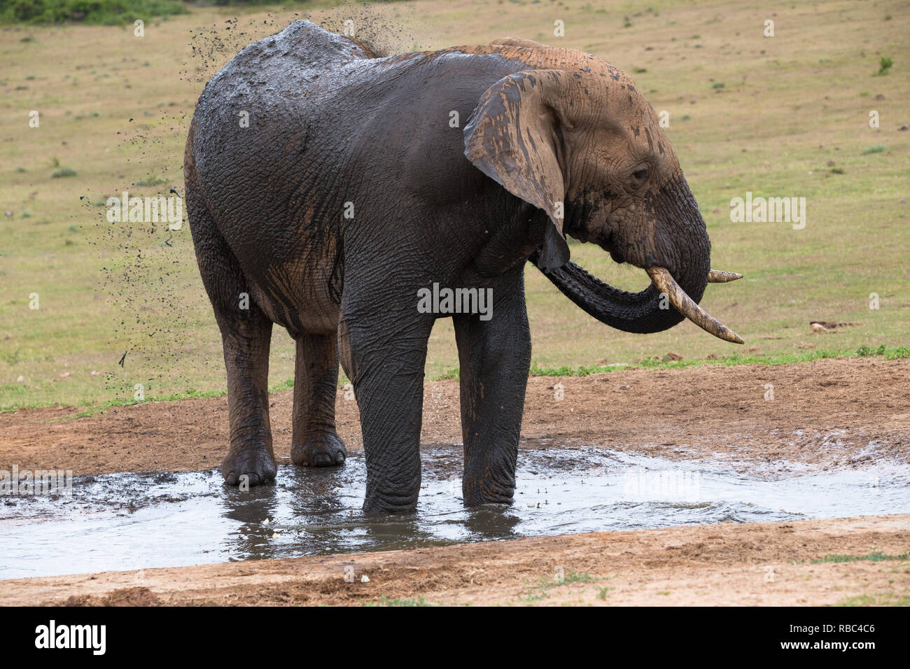 Elefante africano (Loxodonta africana) la balneazione a waterhole o foro di irrigazione e la spruzzatura di acqua e fango su se stessa Addo Elephant National Park, Sud Africa Foto Stock