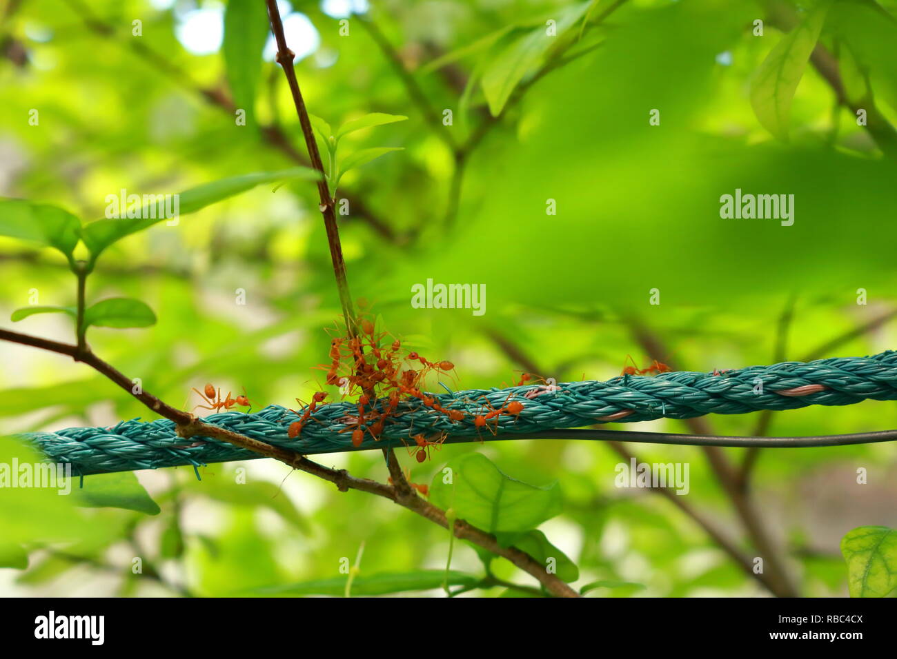 Gruppo di formiche in movimento sulla corda e il ramo di un albero ci sono ora occupato Foto Stock