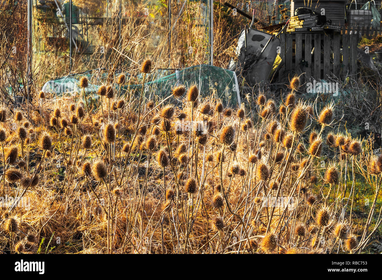Autunno teasels nel sole di setting, Eglinton assegnazioni di coltivatori, Kilwinning, Ayrshire, in Scozia Foto Stock