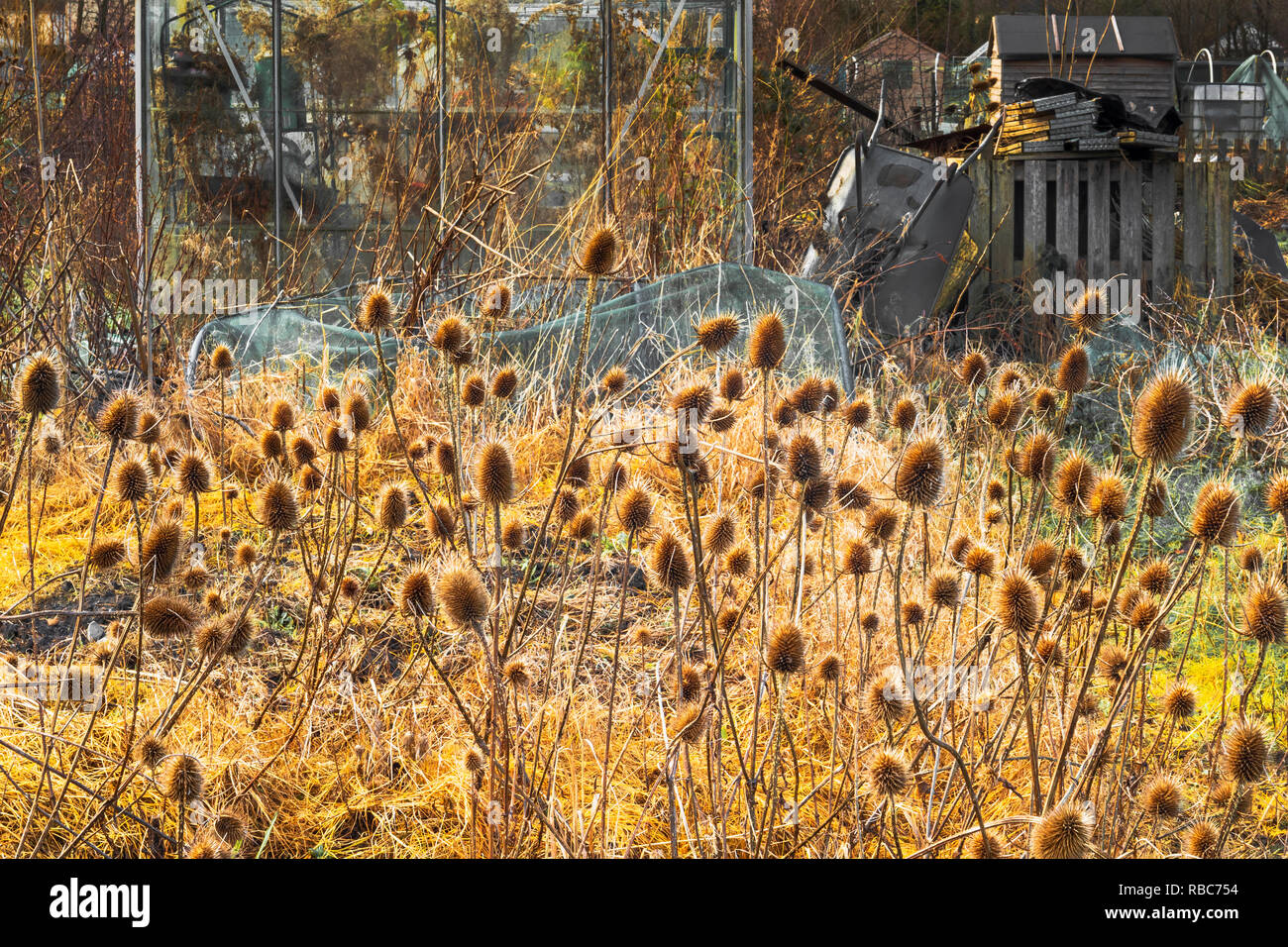 Teasels in autunno tramonto, Eglinton coltivatori, Kilwinning, Ayrshire, in Scozia Foto Stock