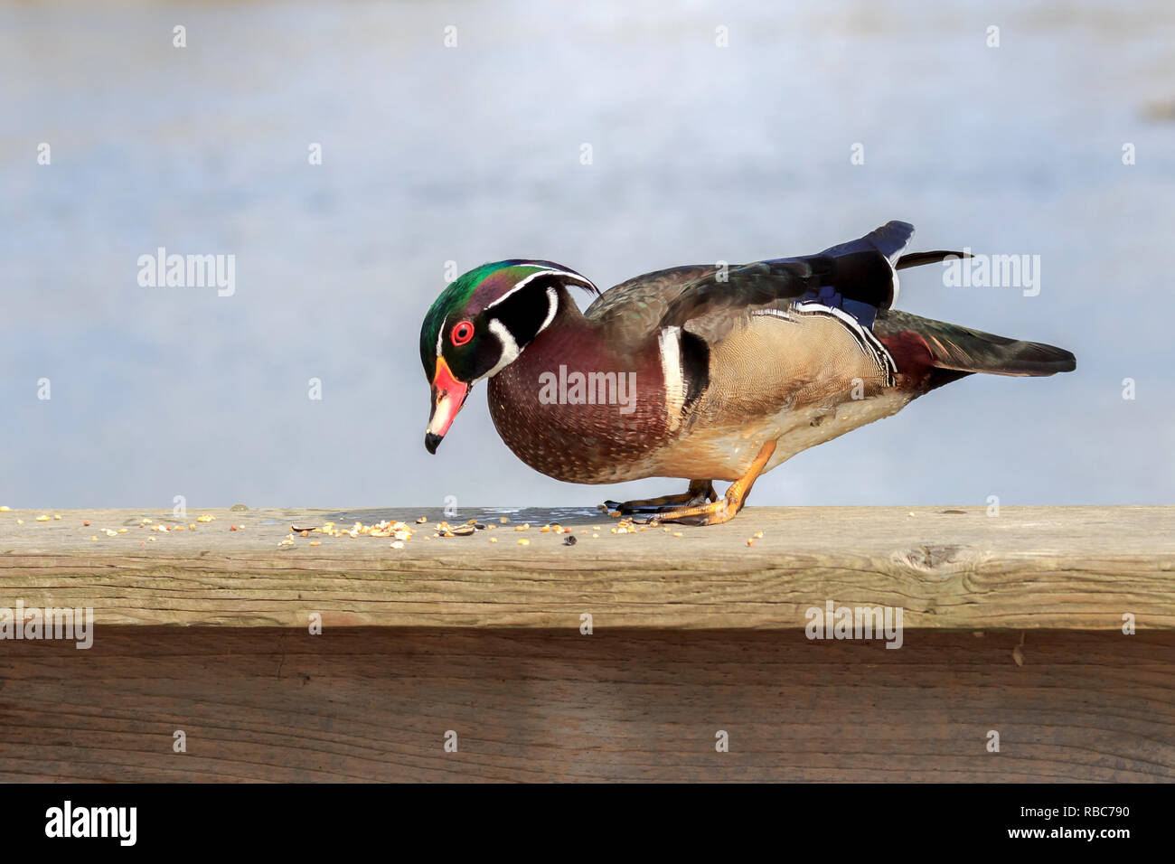 Maschi di anatra di legno in piedi sulla recinzione di legno mangiando sementi Foto Stock