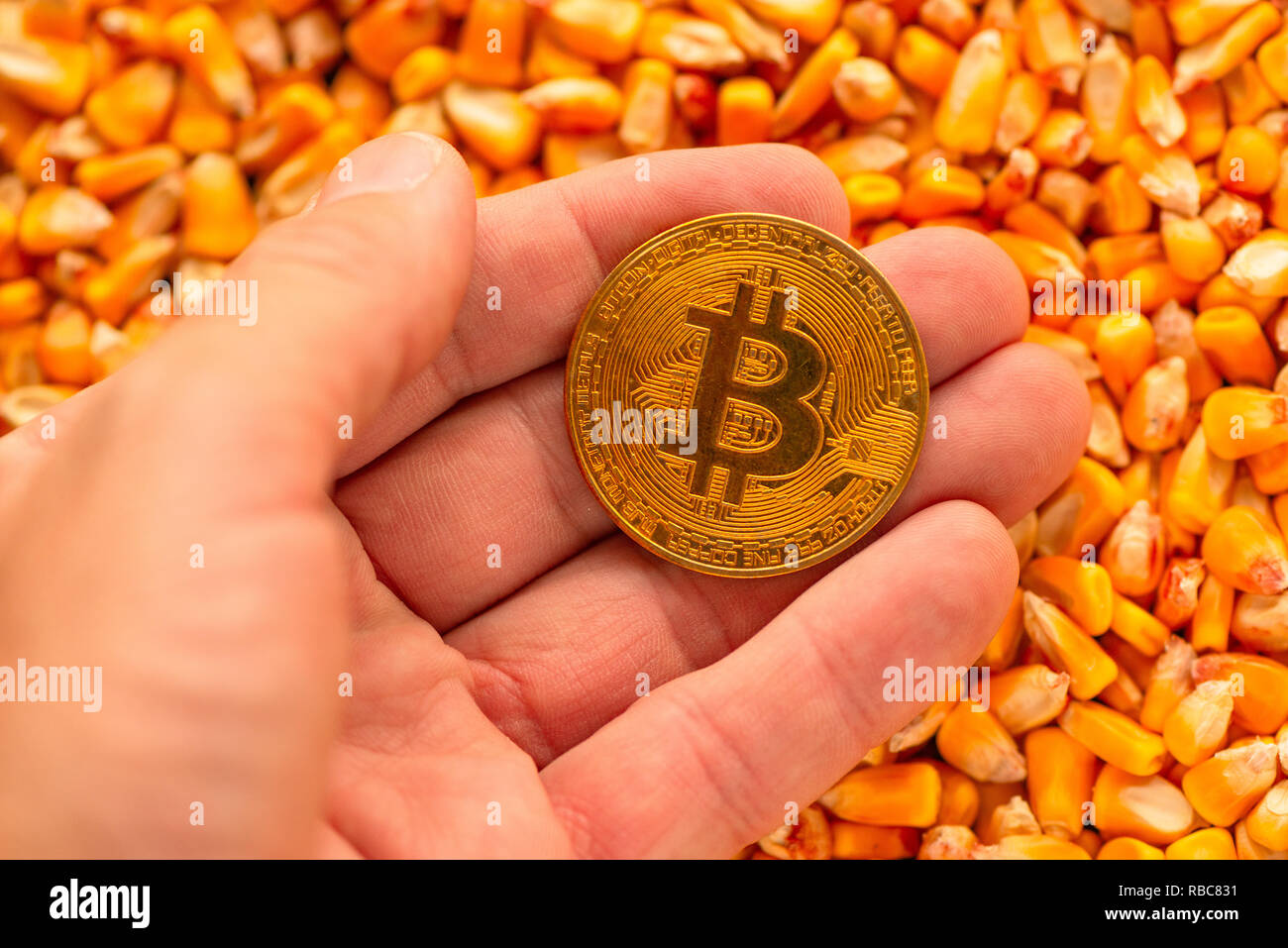 Bitcoin in mano di chicchi di mais, heap immagine concettuale per cryptocurrency commerciale connesse con attività di commercio di prodotti in azienda agricola Foto Stock