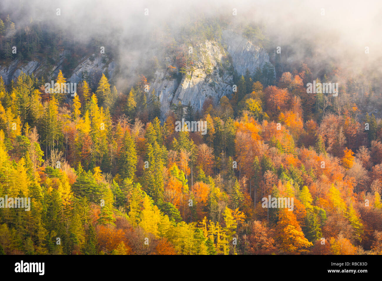 In autunno gli alberi, Berner Oberland, Svizzera Foto Stock