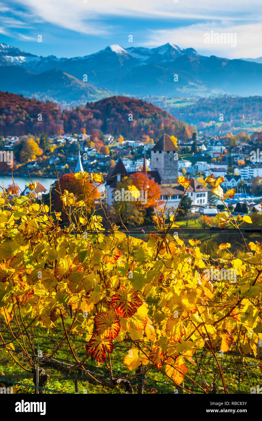 Il castello di Spiez e vigneti, Berner Oberland, Svizzera Foto Stock