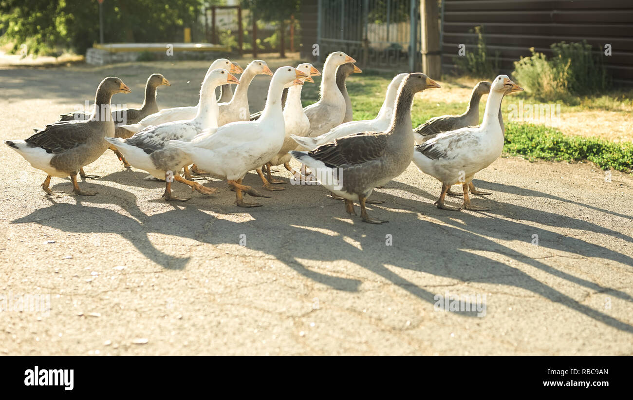 Un branco di oche di pascolare su una strada rurale, gettando ombre sull'asfalto Foto Stock