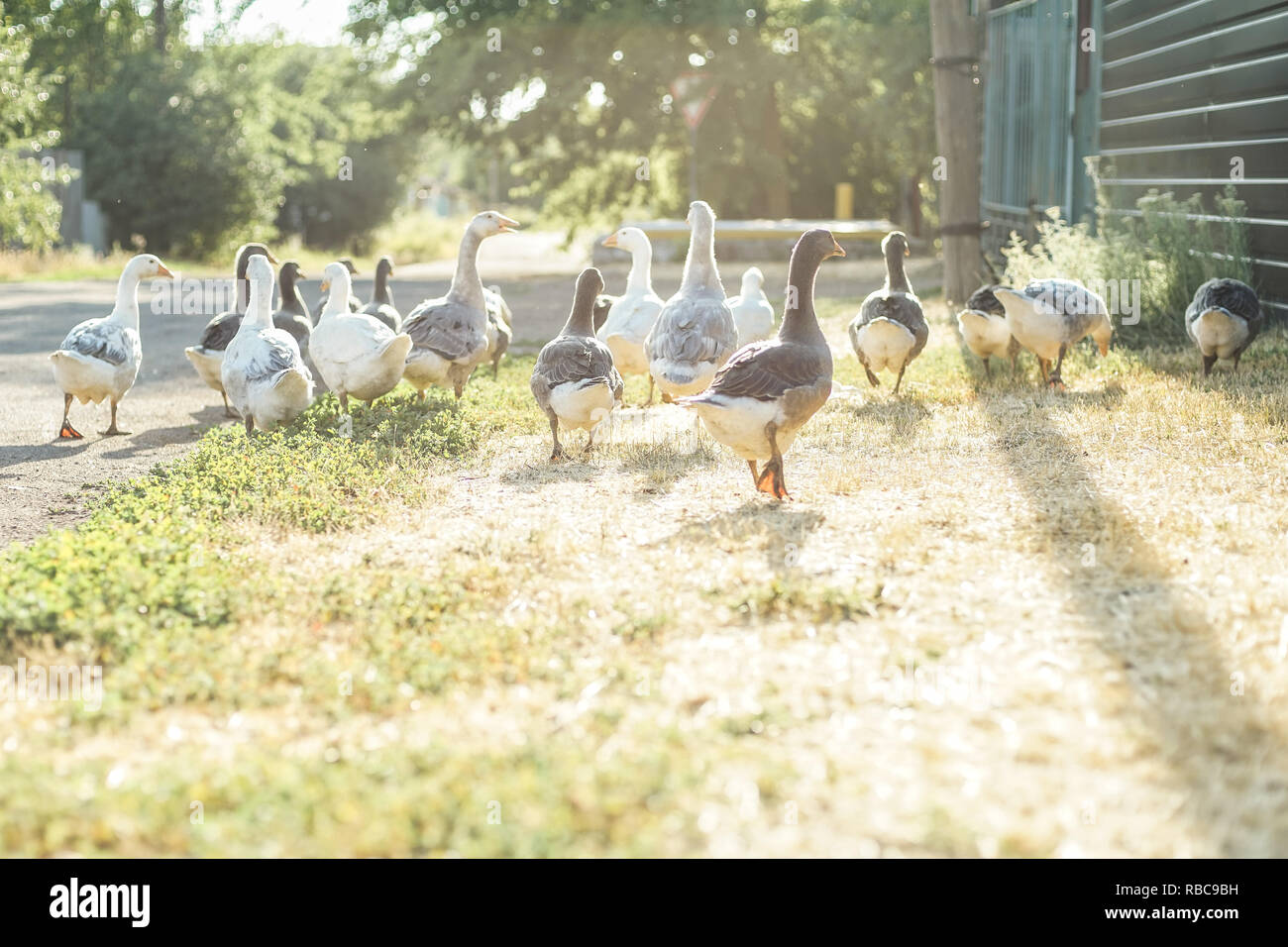 Un branco di oche di pascolare su una strada rurale, gettando ombre sull'asfalto Foto Stock
