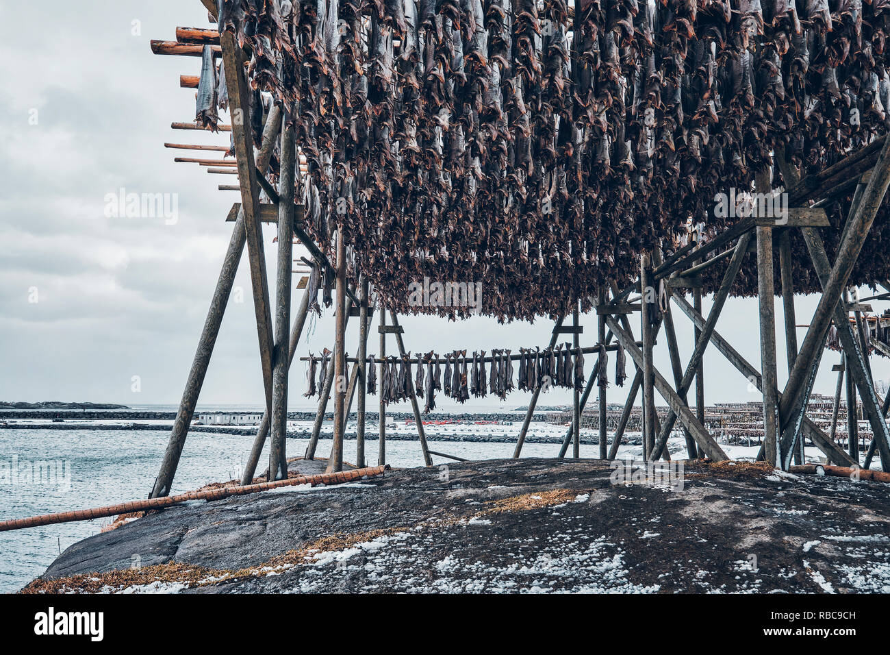 Fiocchi di essiccazione per stoccafisso baccalà in inverno. Isole Lofoten, Foto Stock