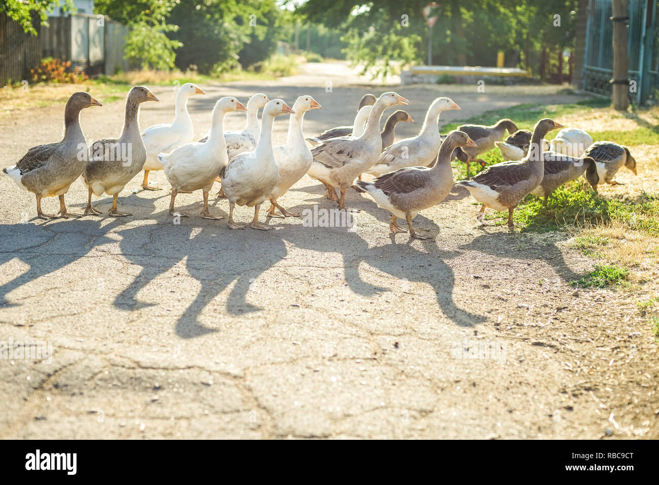 Un branco di oche di pascolare su una strada rurale, gettando ombre sull'asfalto Foto Stock