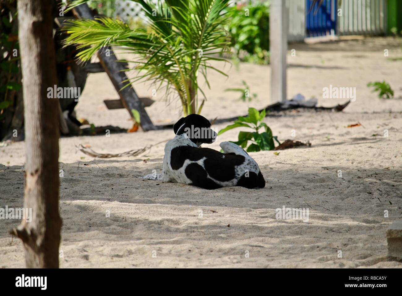 Un bianco e nero spotted dog rilassarsi all'ombra sulla spiaggia Foto Stock