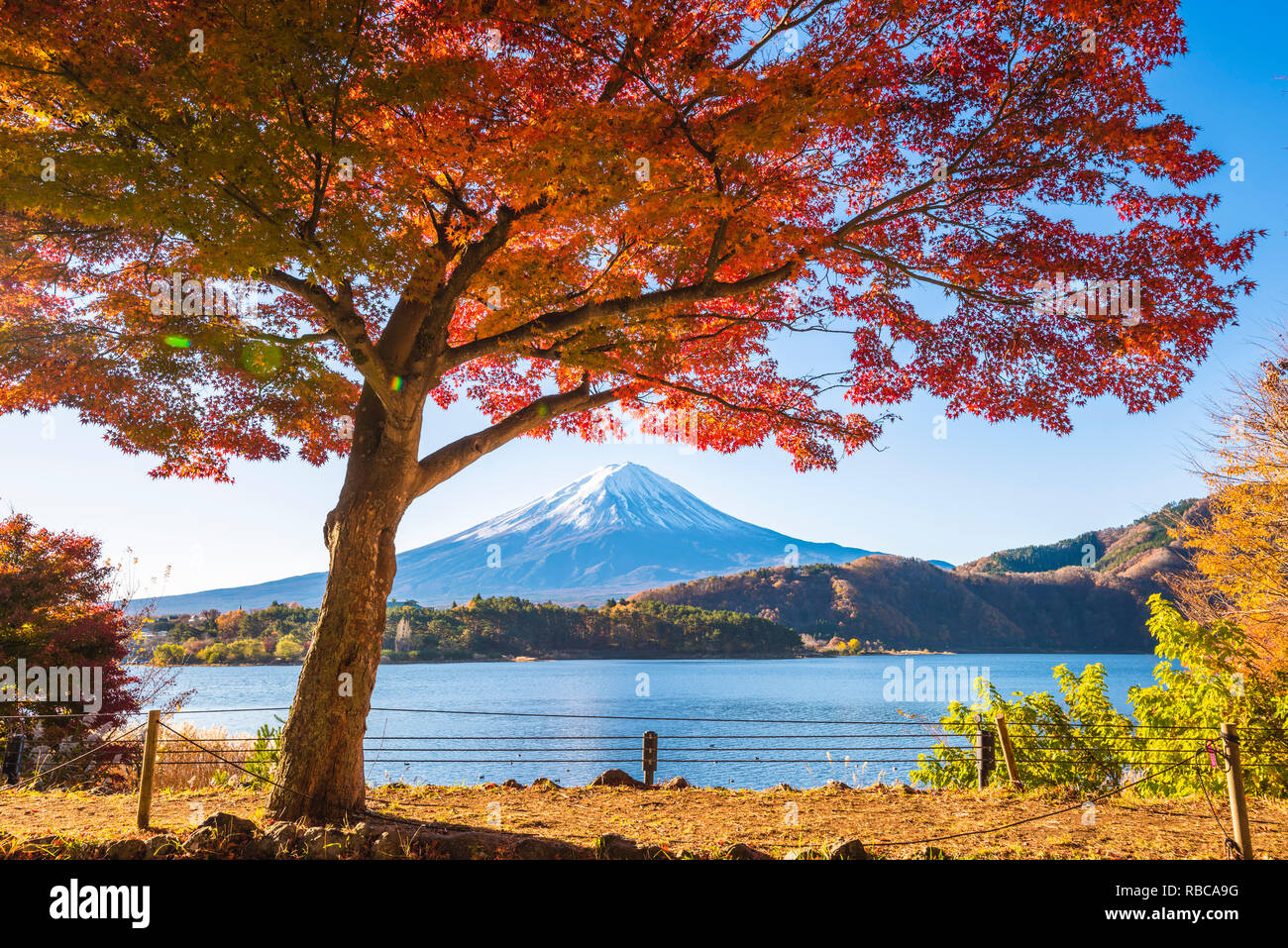 Fuji cinque laghi, Prefettura di Yamanashi, Giappone. Albero di acero e Mt Fuji in autunno. Foto Stock