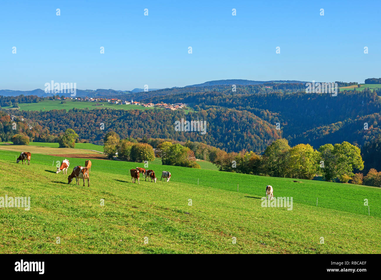 Saulcy, Parc du Doubs, Giura, Svizzera Foto Stock