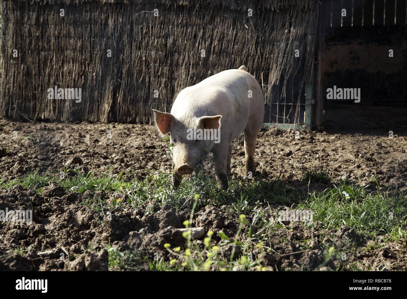 Suini in fattoria degli animali, la natura e l'industria alimentare Foto Stock