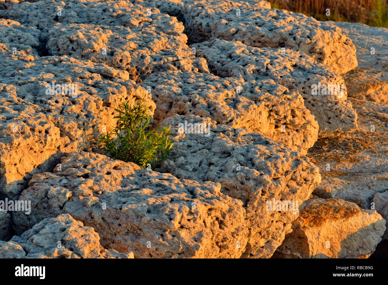 Esposti rocce calcaree con hardy comunità vegetali lungo la riva del Lago Travis, Austin, Texas, Stati Uniti d'America Foto Stock