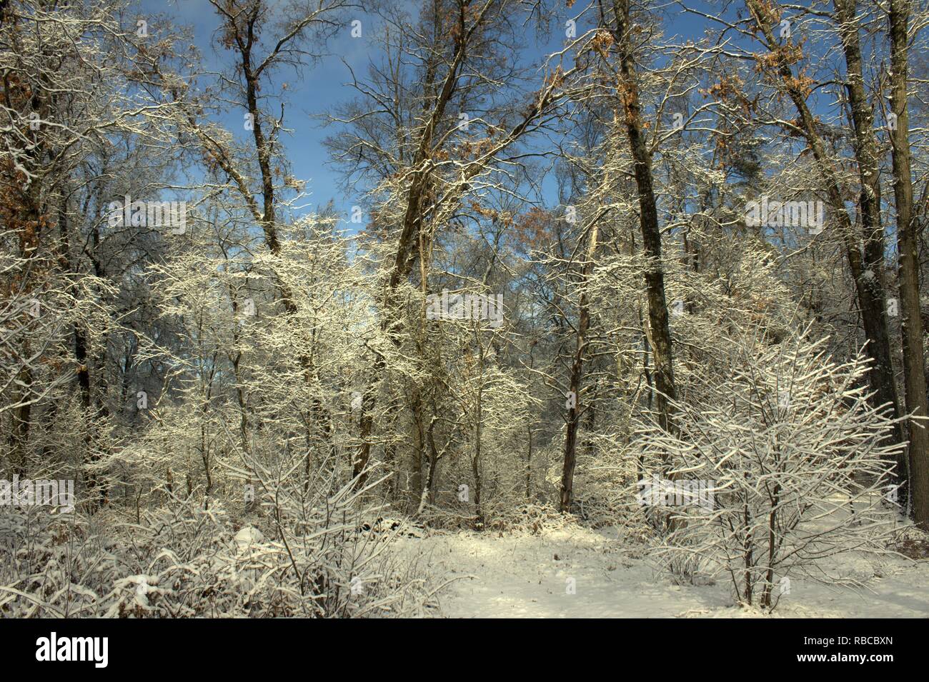 Coperta di neve alberi e cieli blu Foto Stock