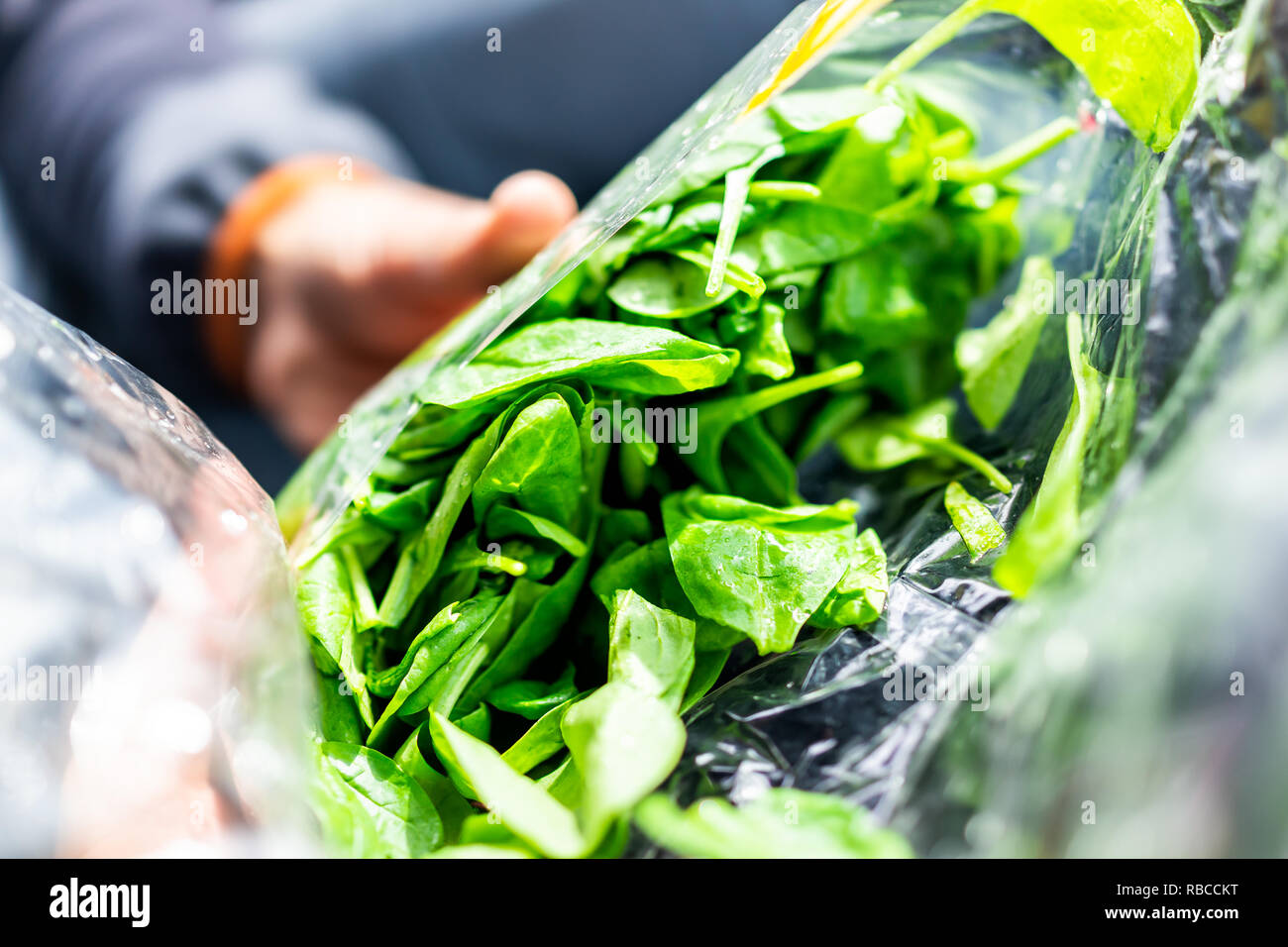 Primo piano della persona mani crudo fresco, plastica confezionato sacchetto verde di spinaci, colori vivaci, insalata sana Foto Stock