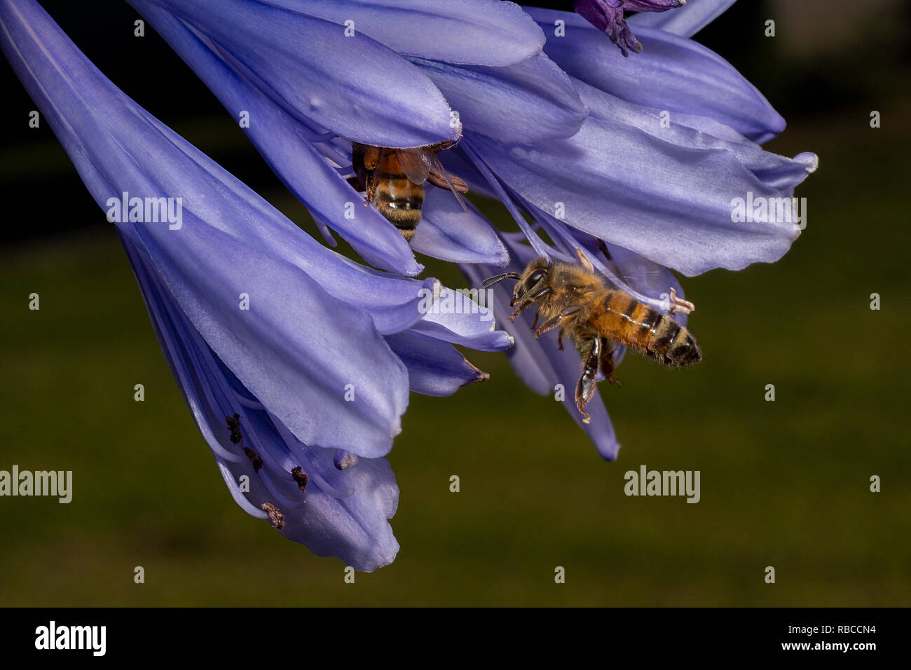 Bee inseguendo il suo amico e girato metà del volo. Ape su un africano Lily blu. Agapanthus praecox. Bee congelati in volo. Foto Stock
