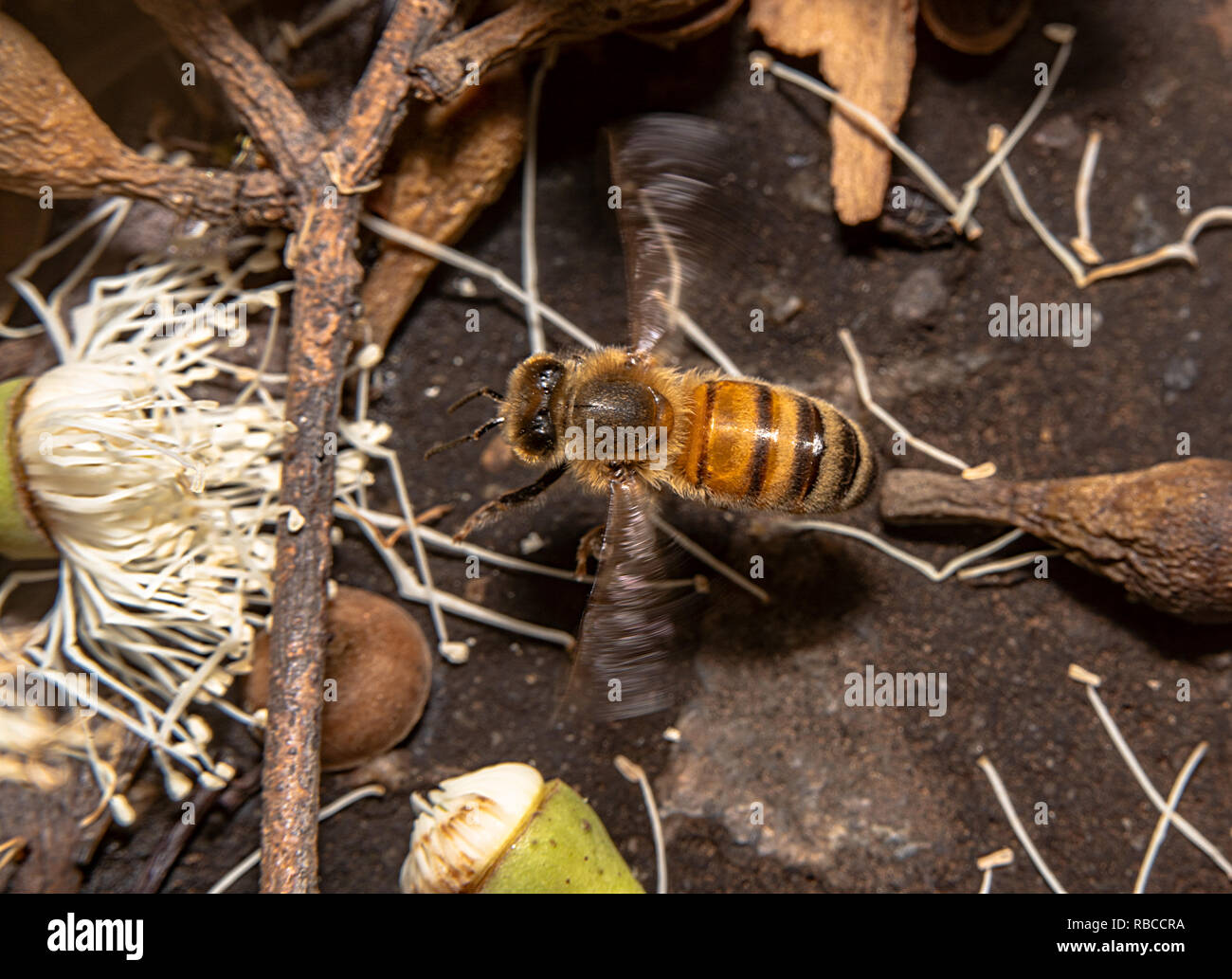 Bee volando verso un fiore, vista aerea, bee sospesi in aria Foto Stock