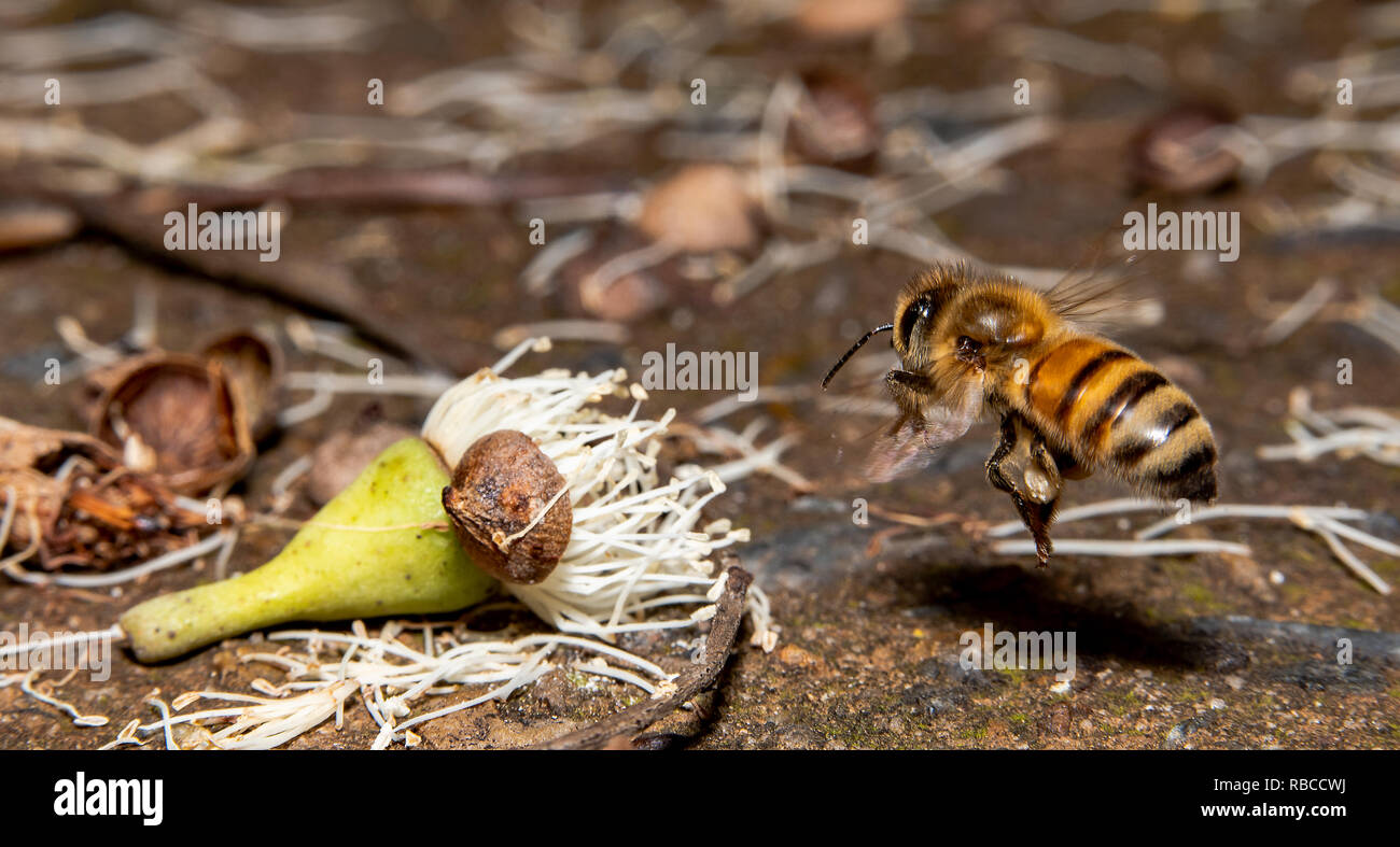 Bee volando verso un fiore sul terreno, sospesi in aria, vista laterale Foto Stock
