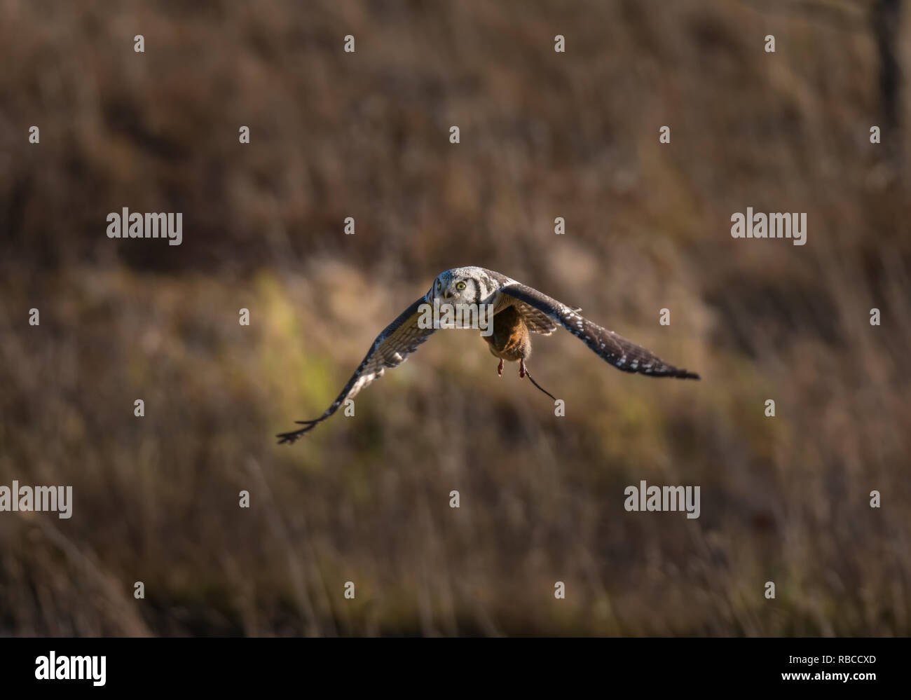 Flying hawk owl con acqua vole nei suoi artigli Foto Stock