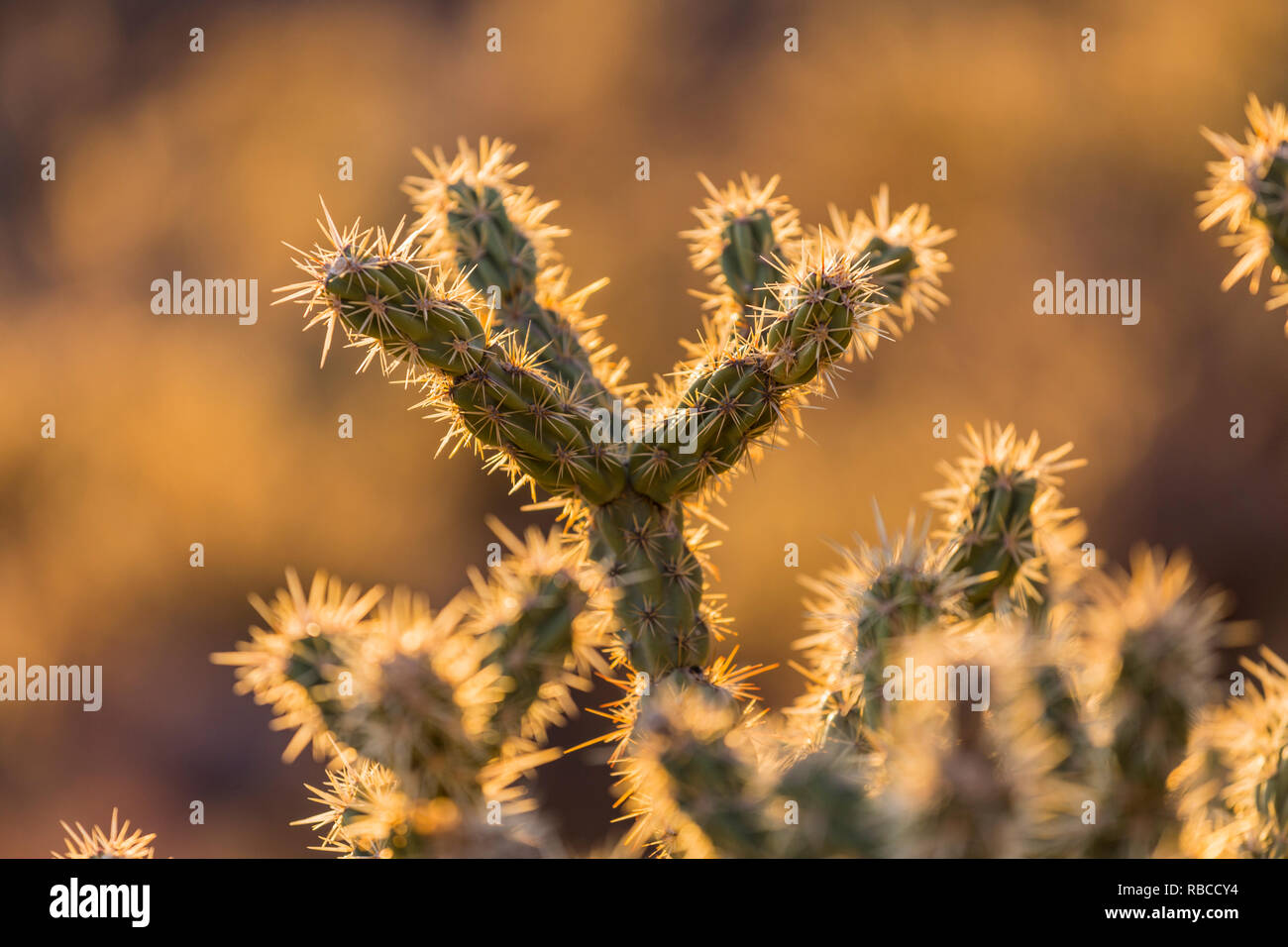 Cholla cactus dettaglio macro. Colpo al Red Rock Canyon National Conservation Area nel Sud Nevada. Foto Stock