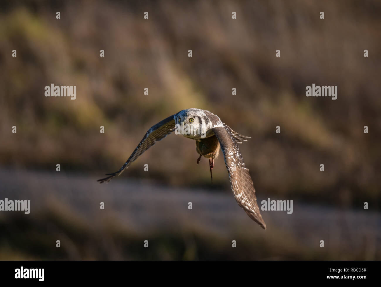 Flying hawk owl con acqua vole nei suoi artigli Foto Stock