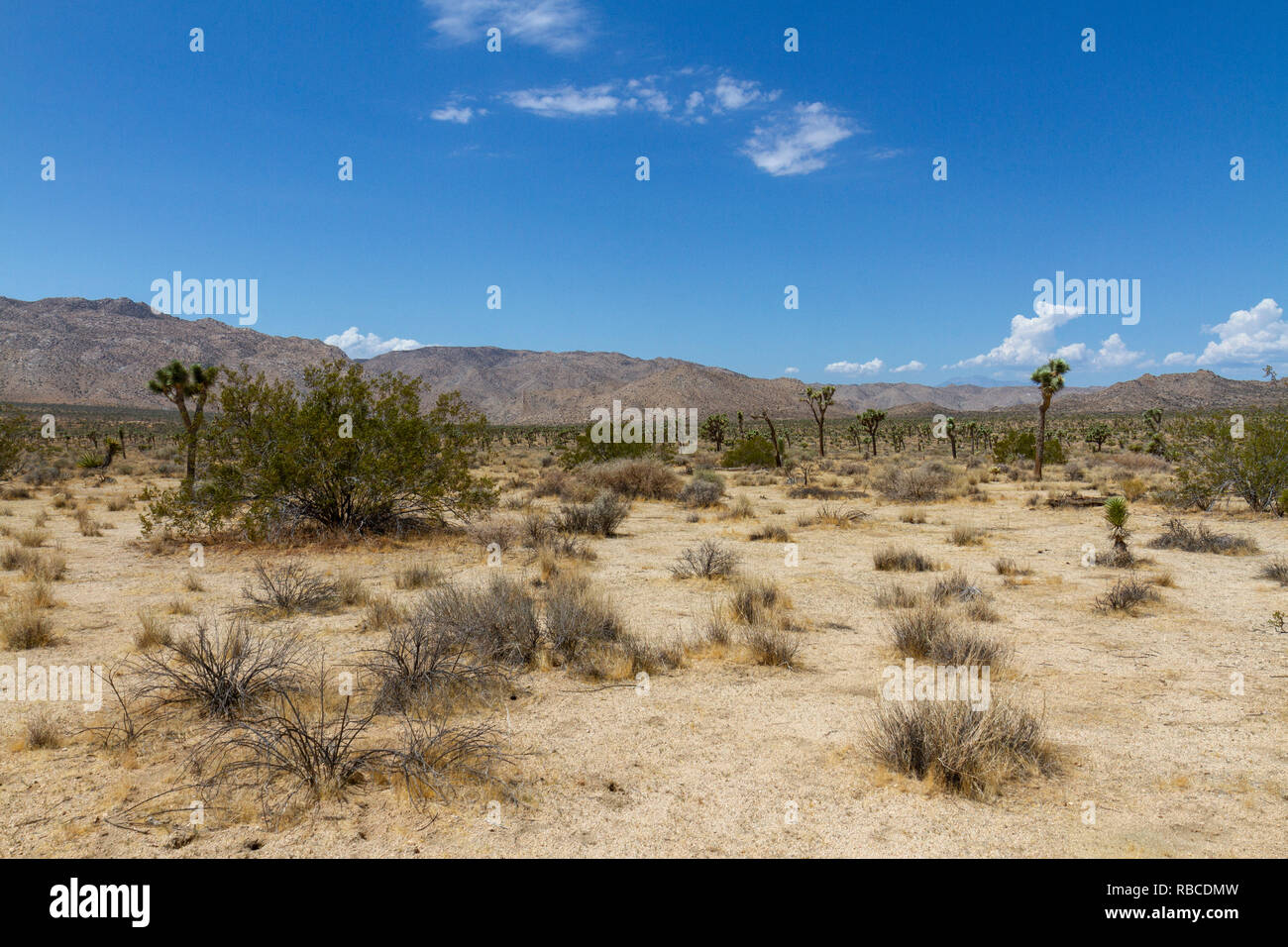 Vista generale attraverso il magnifico paesaggio del Parco nazionale di Joshua Tree, California, Stati Uniti. Foto Stock