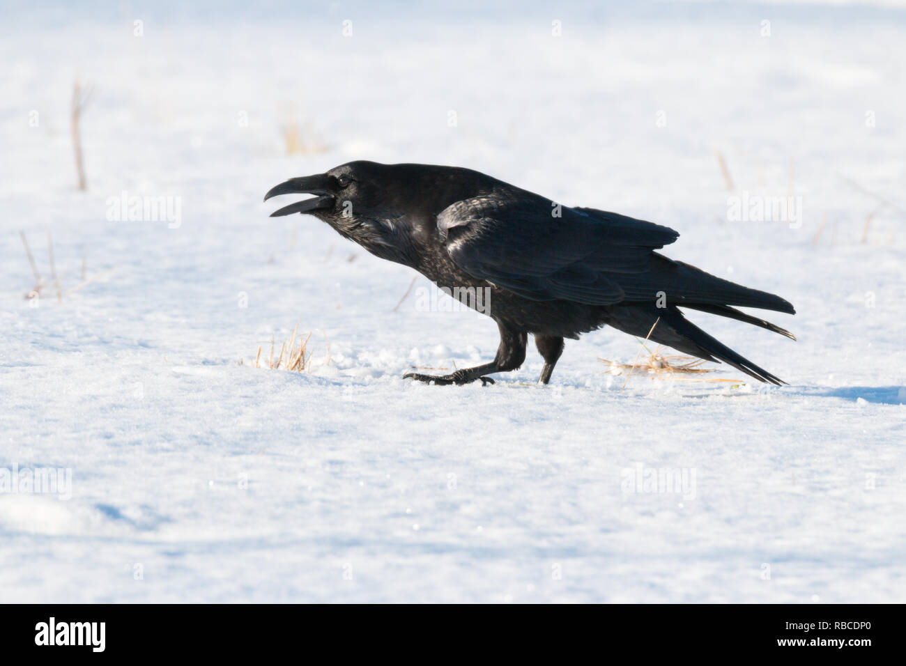 Raven nella neve in un freddo giorno di febbraio ho Foto Stock