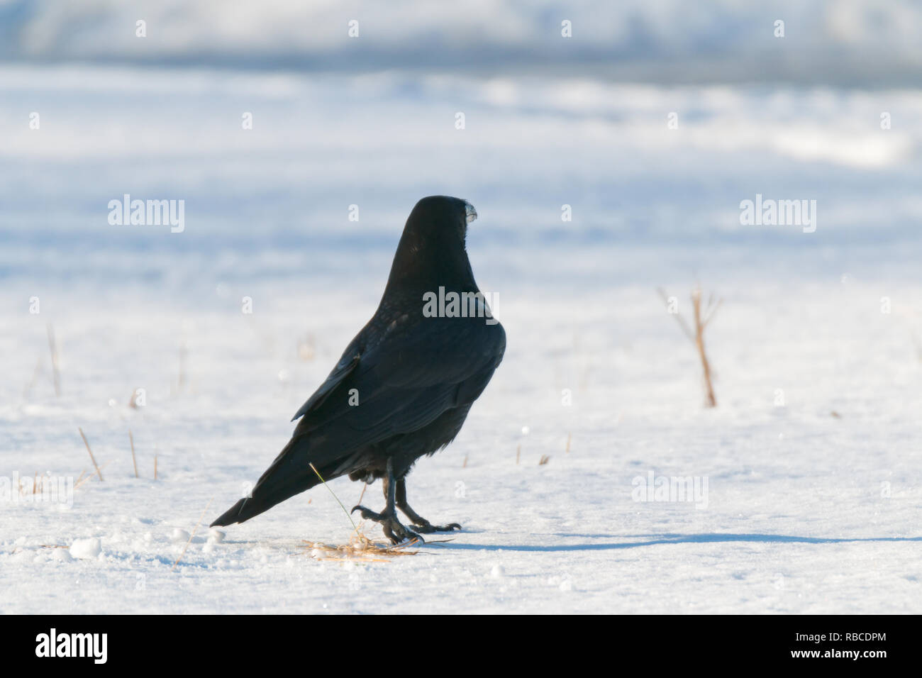 Raven nella neve in un freddo giorno di febbraio ho Foto Stock