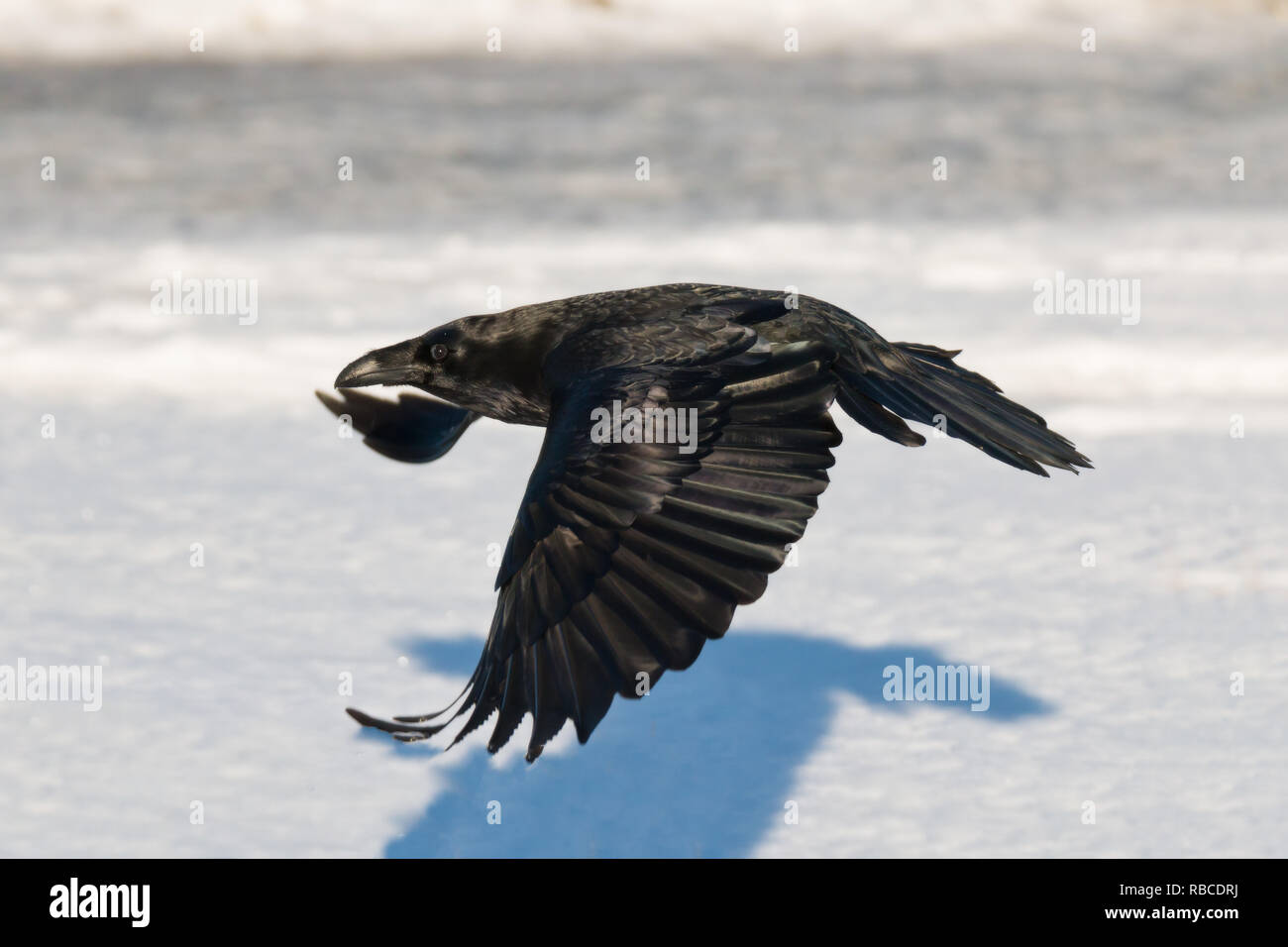 Flying raven nella neve in un freddo giorno di febbraio ho Foto Stock