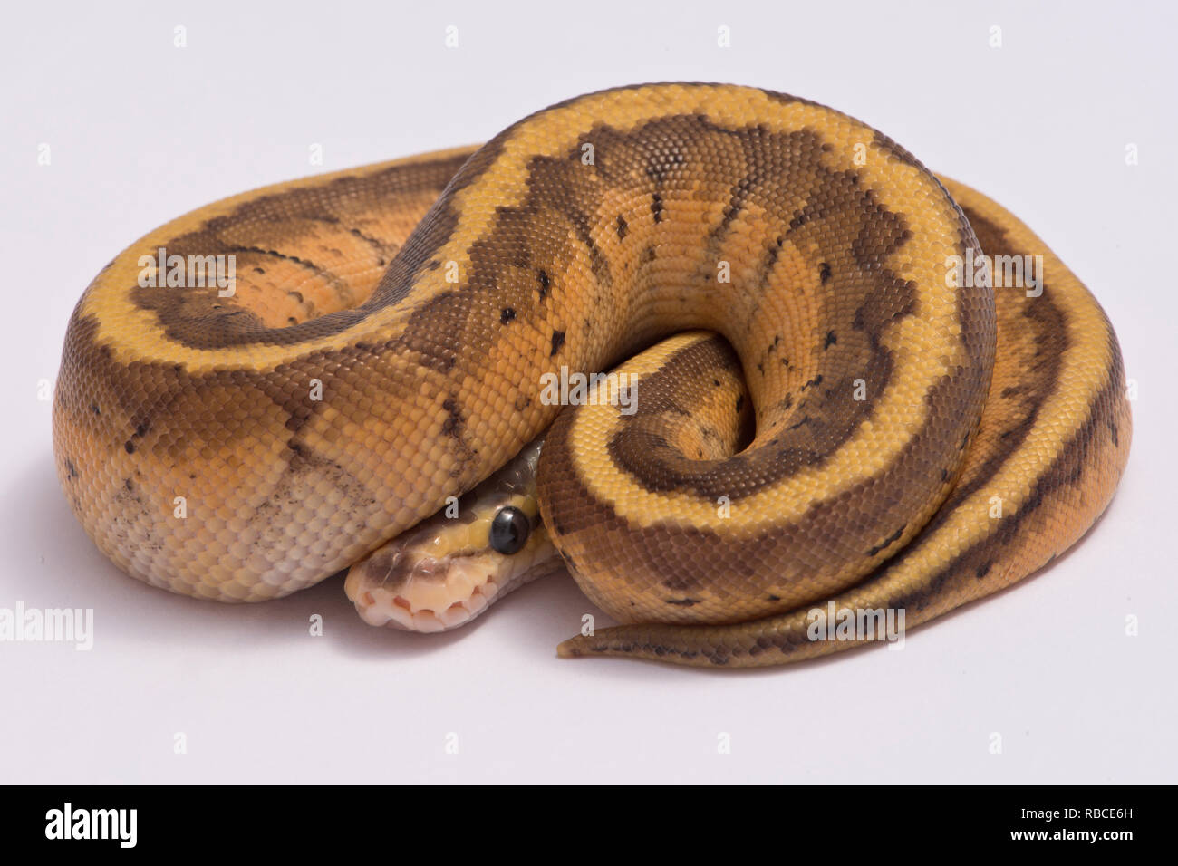 Lemonblast Baby Ball python. Foto Stock