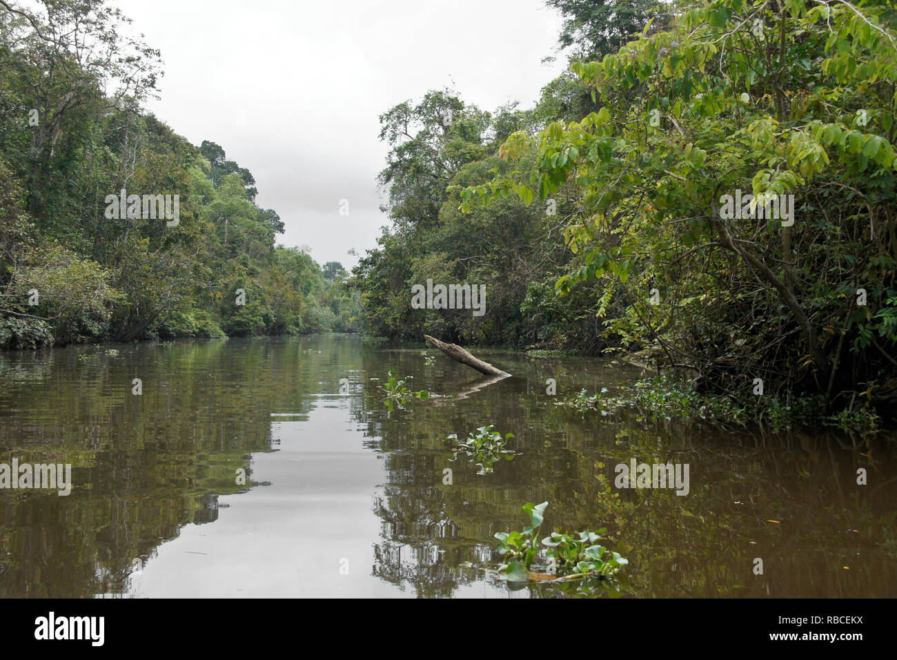 Sungai Menungal affluente del fiume Kinabatangan (Sungai Kinabatangan) vicino a Sukau, Sabah (Borneo), Malaysia Foto Stock