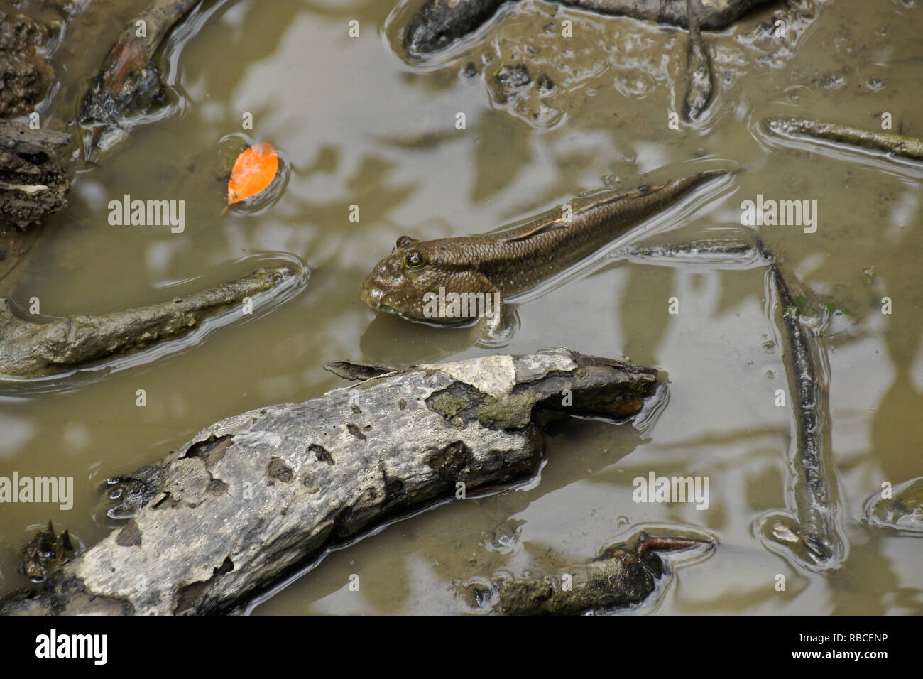 Mudskipper in acqua fangosa in mezzo alle radici di mangrovia, Sungai Kinabatangan (fiume Kinabatangan), Sabah (Borneo), Malaysia Foto Stock