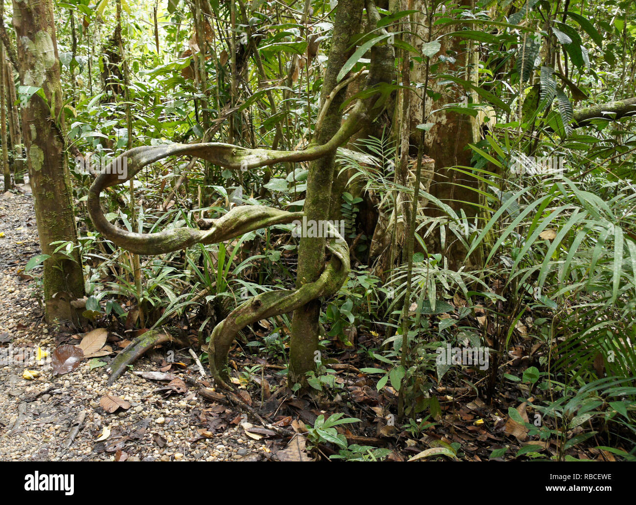 La vegetazione tropicale nella foresta di pianura, Sarawak (Borneo), Malaysia Foto Stock