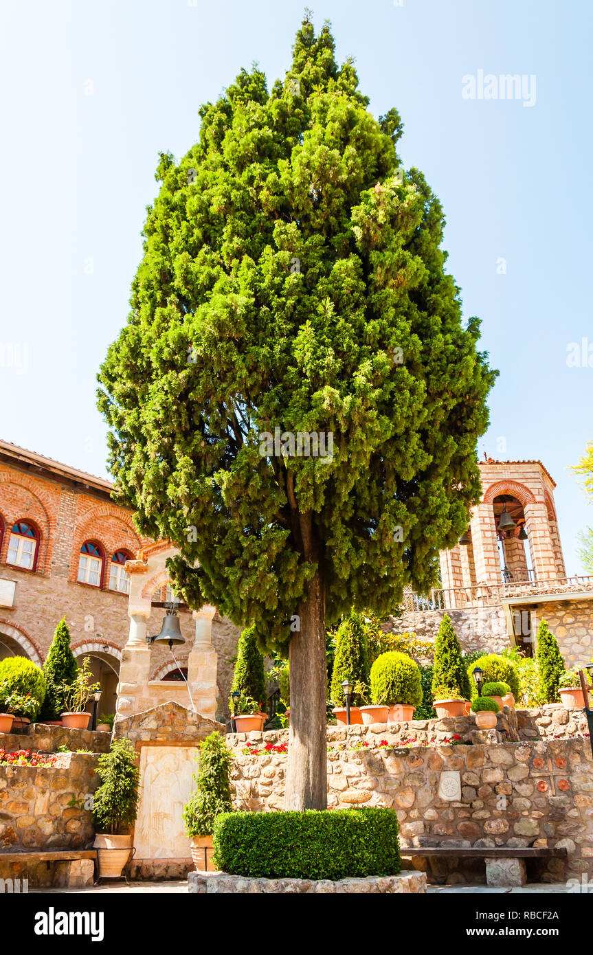 Meteora, Grecia - 16 Giugno 2013: Cresce alta pino all interno del cortile del grande monastero Meteoron pieno di fiori, piante, piccoli campanili a Foto Stock