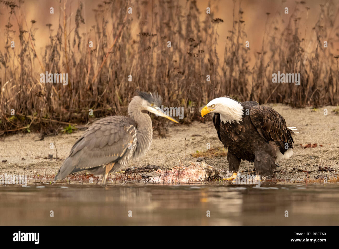 Aquila calva (Haliaeetus leucocephalus) sia rivolto verso il basso una grande airone cenerino (Ardea erodiade) nel corso di un pasto a base di salmone Foto Stock