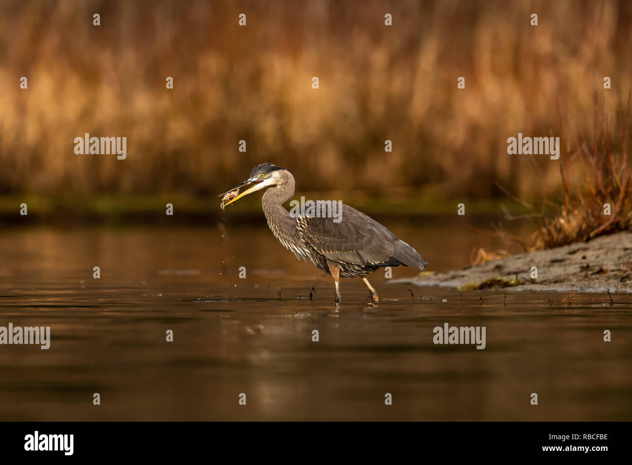 Airone blu (Ardea erodiade) con il pesce in bocca al Pacific Northwest Foto Stock