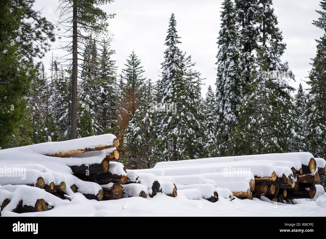 Dicembre Snowstorm blanketing alberi abbattuti in Sierra Nevada Forest Foto Stock