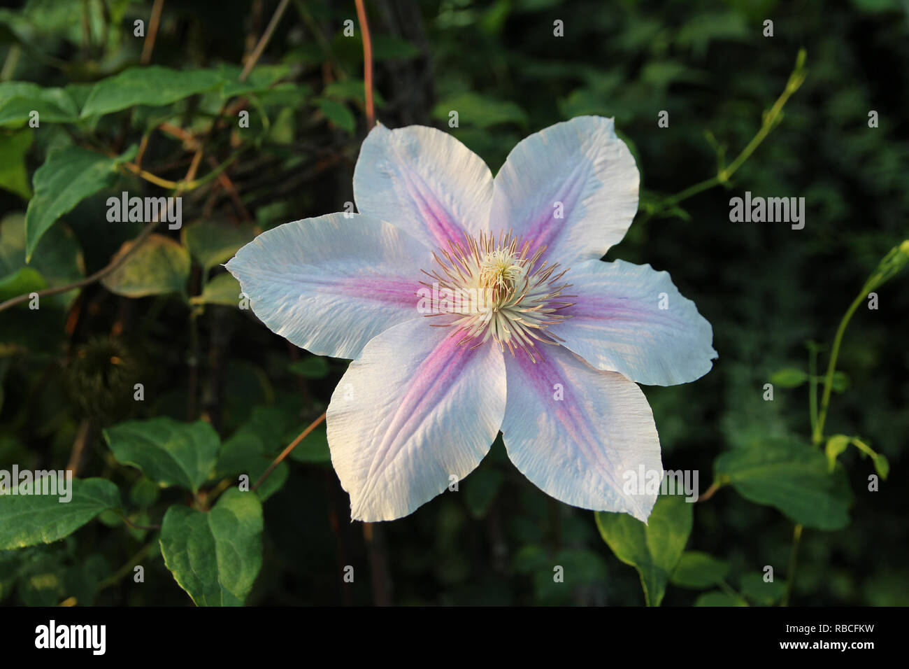 La messa a fuoco su un grande fiore bianco con belle stame durante il tramonto Foto Stock