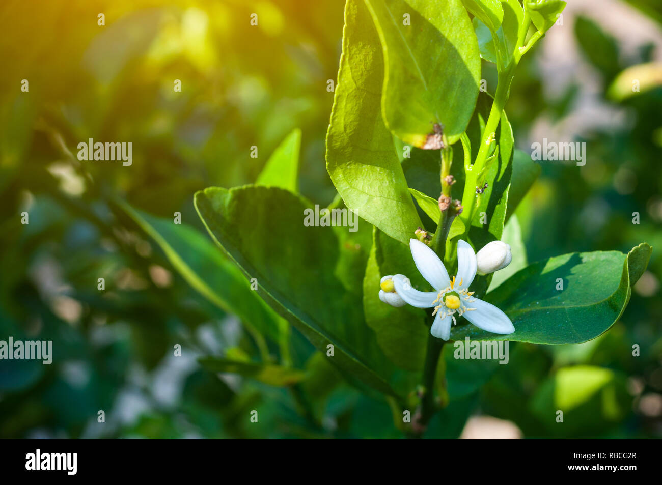 Close-up di fiori di limone sole blur sullo sfondo Foto Stock