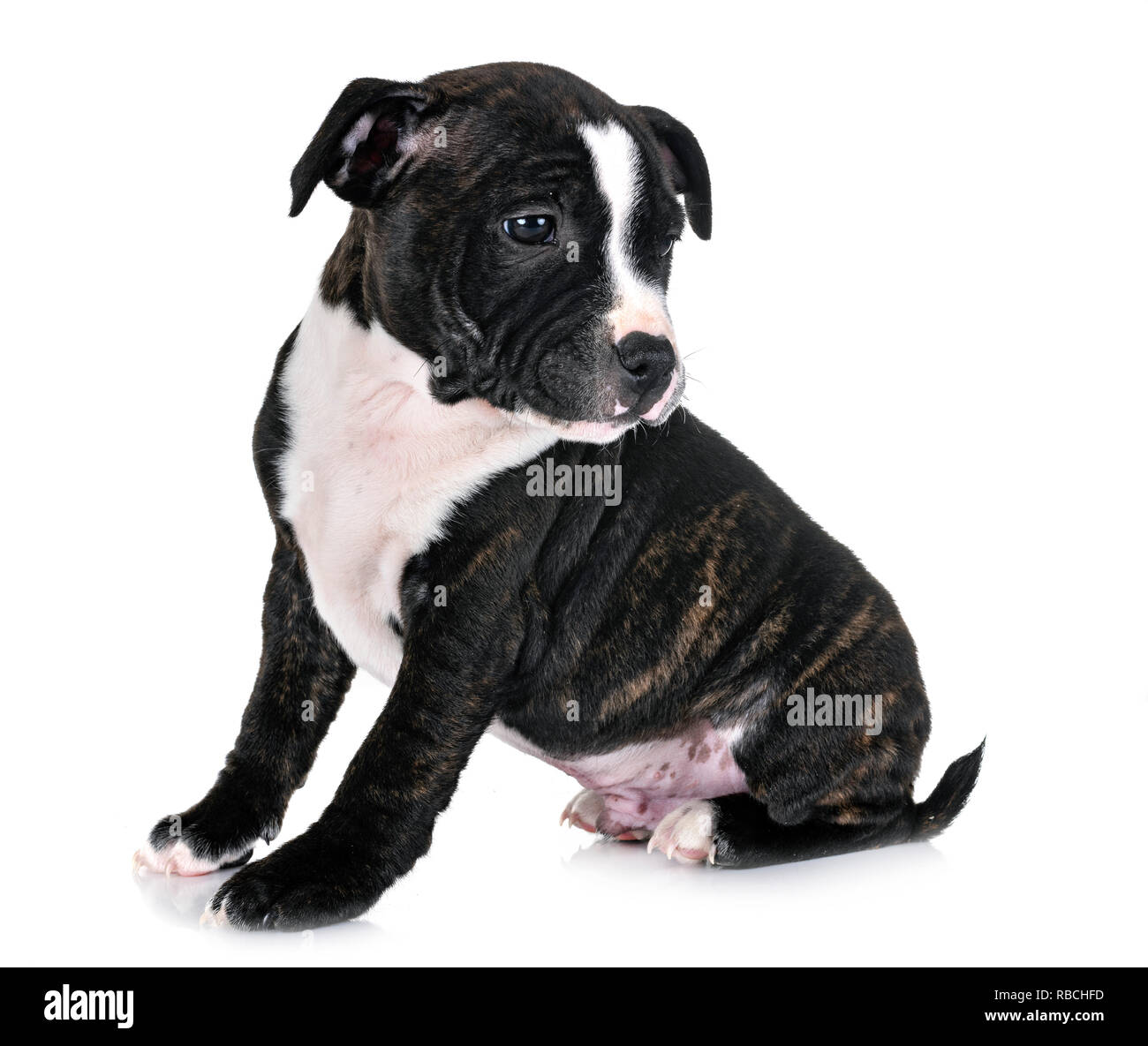 Cucciolo di staffordshire bull terrier di fronte a uno sfondo bianco Foto Stock