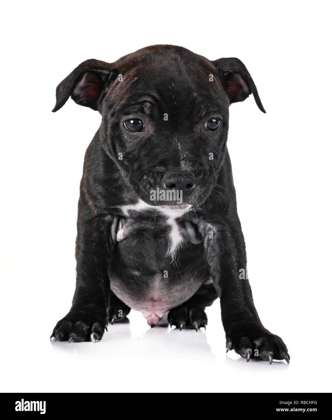Cucciolo di staffordshire bull terrier di fronte a uno sfondo bianco Foto Stock
