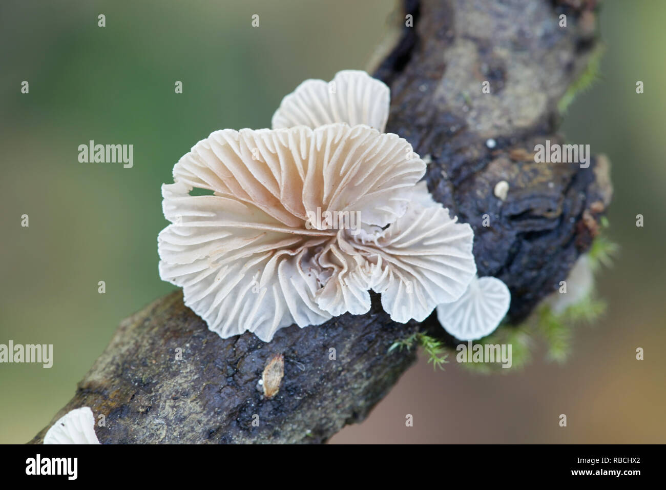 Agaric evasive, Crepidotus sp Foto Stock