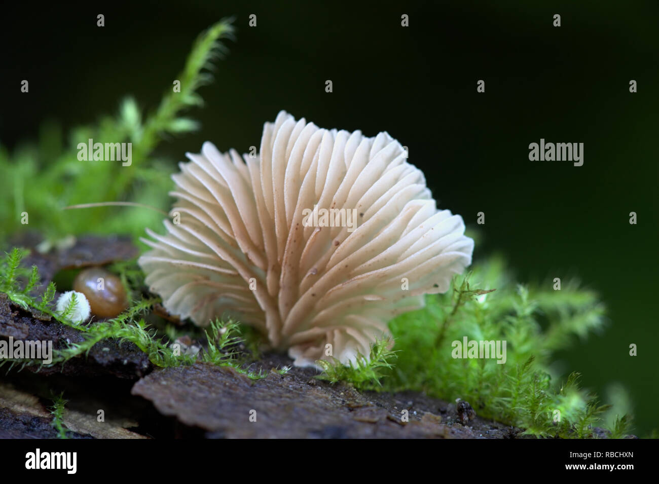 Agaric evasive, Crepidotus sp Foto Stock